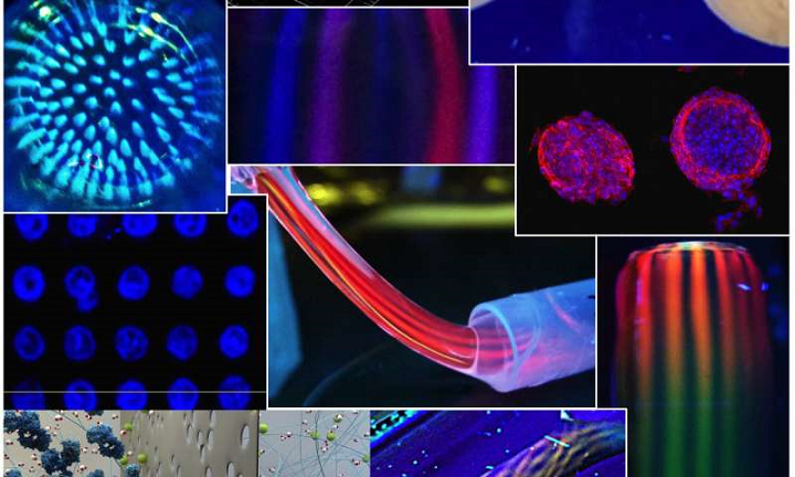 Protein patterns fluorescent