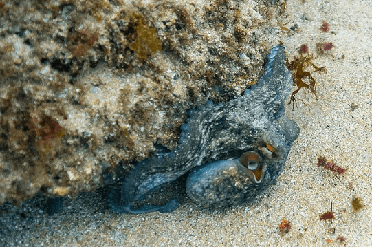 Octopus camouflages