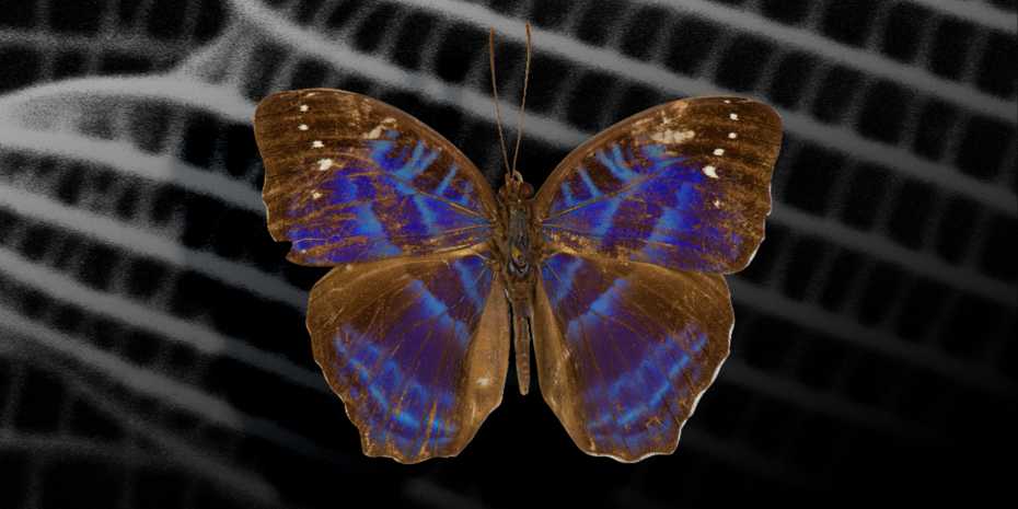 The-male-Cynandra-opis-butterfly-served-as-the-model-for-the-3D-_printed-structural-colors.