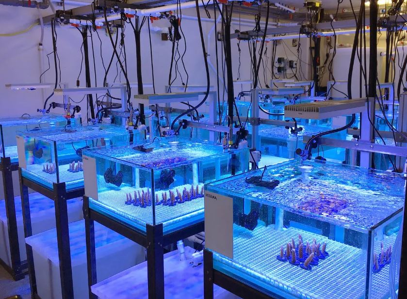 The Experimental Reef Lab