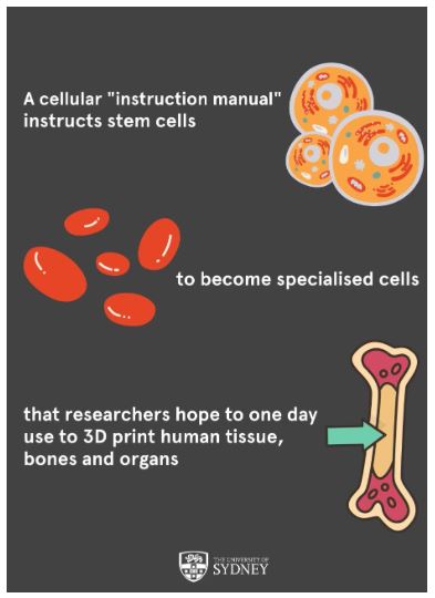 A cellular instruction manual instructs stem cells to become specialised cells that researchers hope to one day use to 3D print human tissue bones and organs
